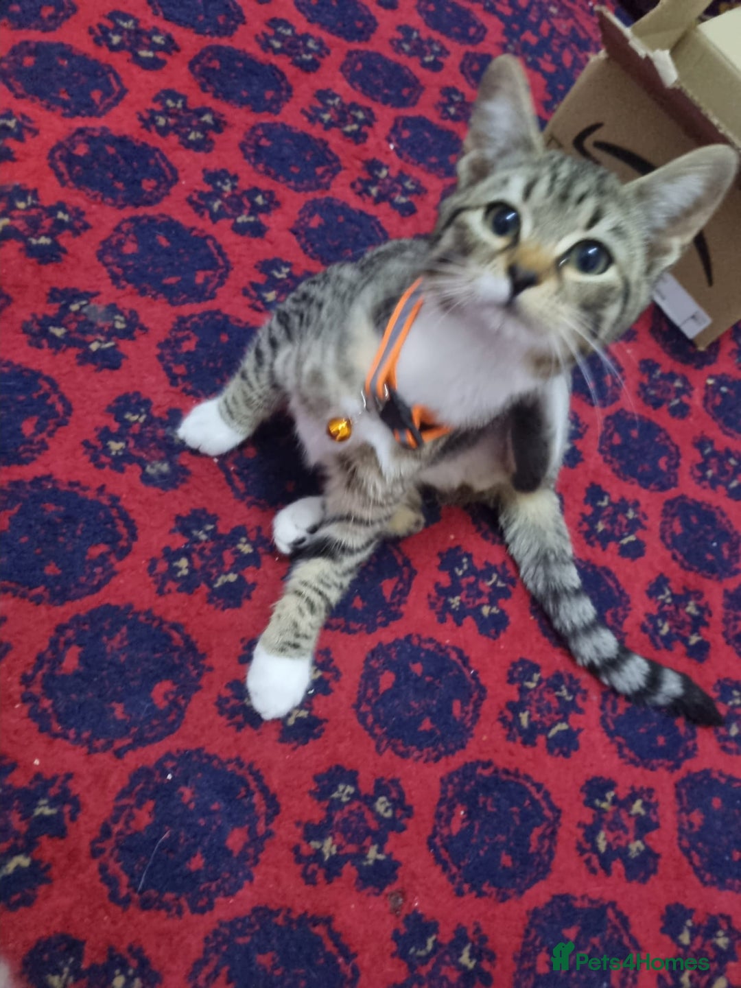 Bengal cats for sale: Bengal Kittens ( 14 WEEKS OLD )  - Image 18