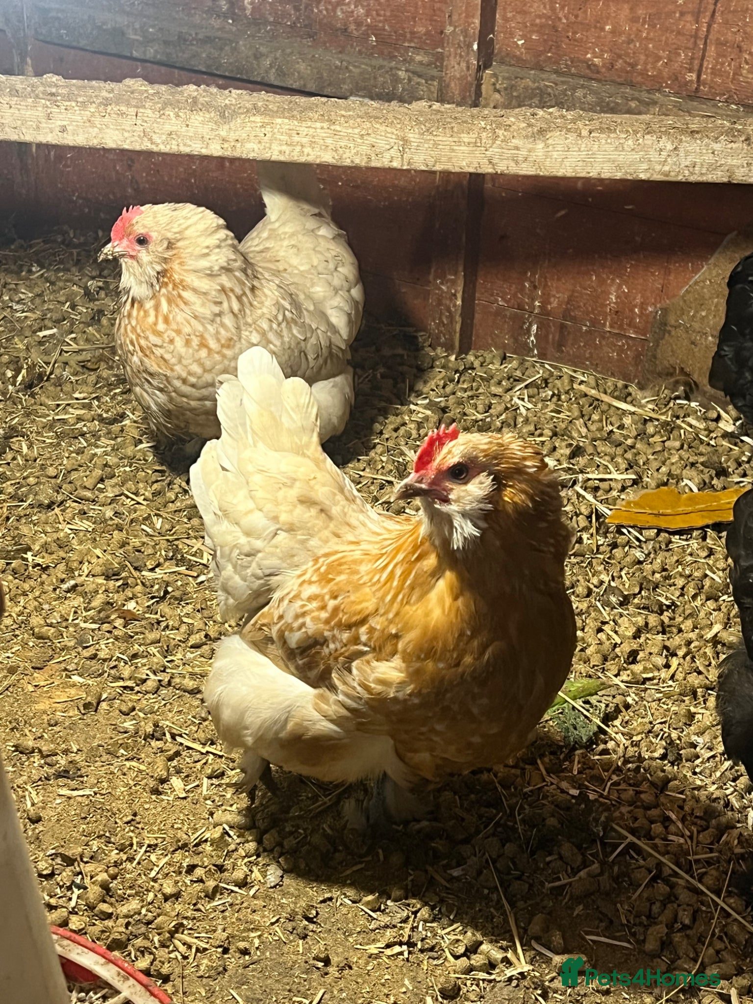 Chickens poultry Two sisters for sale  - Advert 1