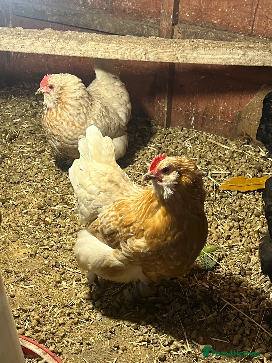 Chickens poultry for sale: Two sisters for sale  - Advert 1