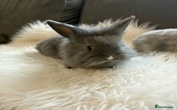 Mixed Breed rabbits for sale: Lionhead/rex babies  - Image 2