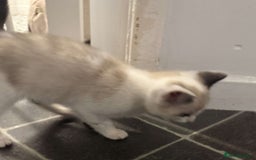 Domestic Shorthair cats for sale: 2 Male 2 female kittens  - Image 3