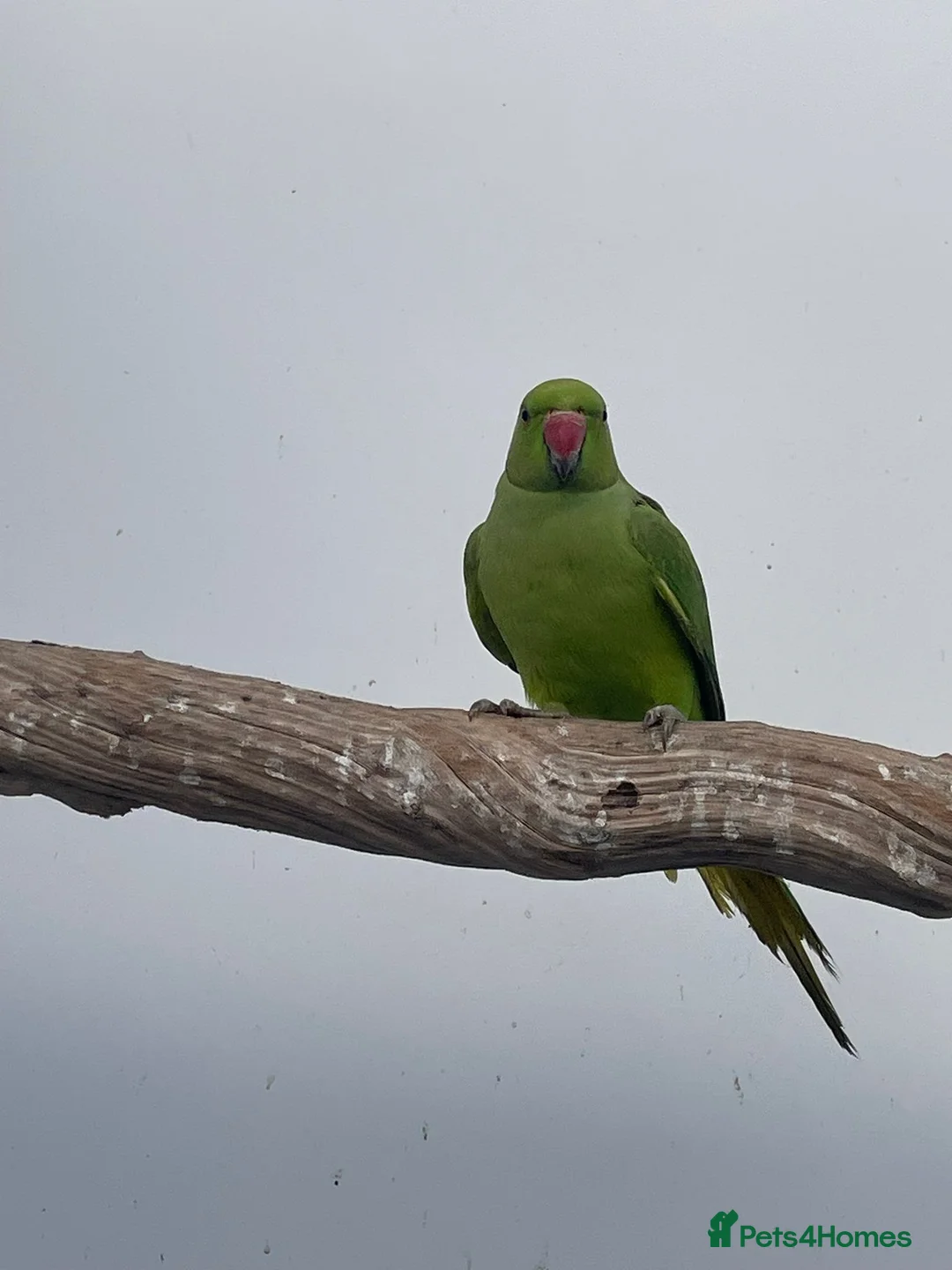 Ringnecks birds for sale: Young Indian Ringnecks Blue and Green - Advert 8