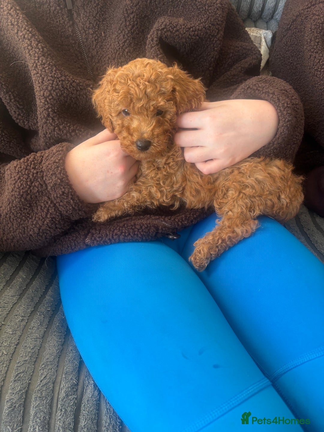Miniature Poodle dogs for sale: KC Registered red miniature poodles  - Advert 1