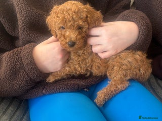 Miniature Poodle dogs KC Registered red miniature poodles - Advert 16