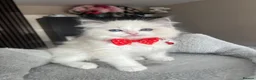 Ragdoll cats for sale: Registered Ragdoll kittens for sale - Advert 22