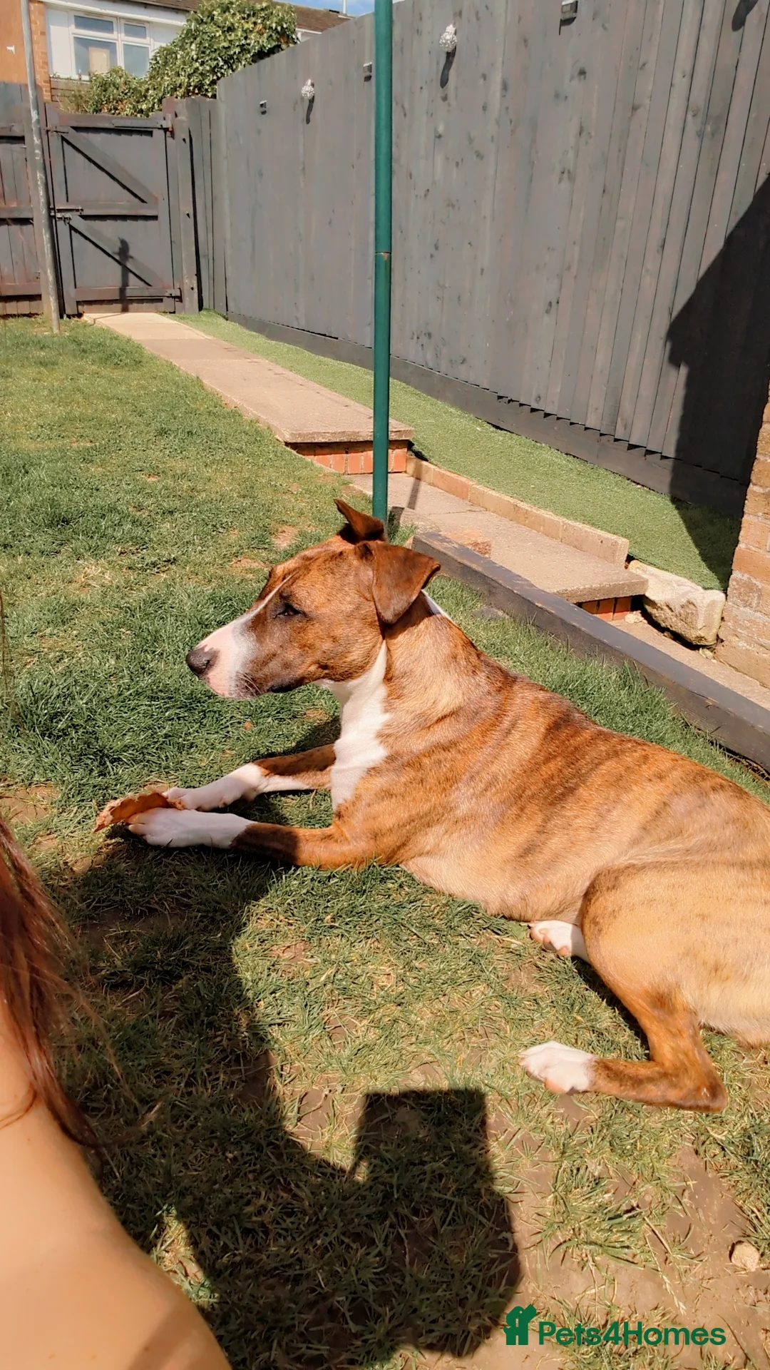 Mixed Breed dogs for sale: English bull terrier x staffy German Shepard  in Daventry - Advert 5