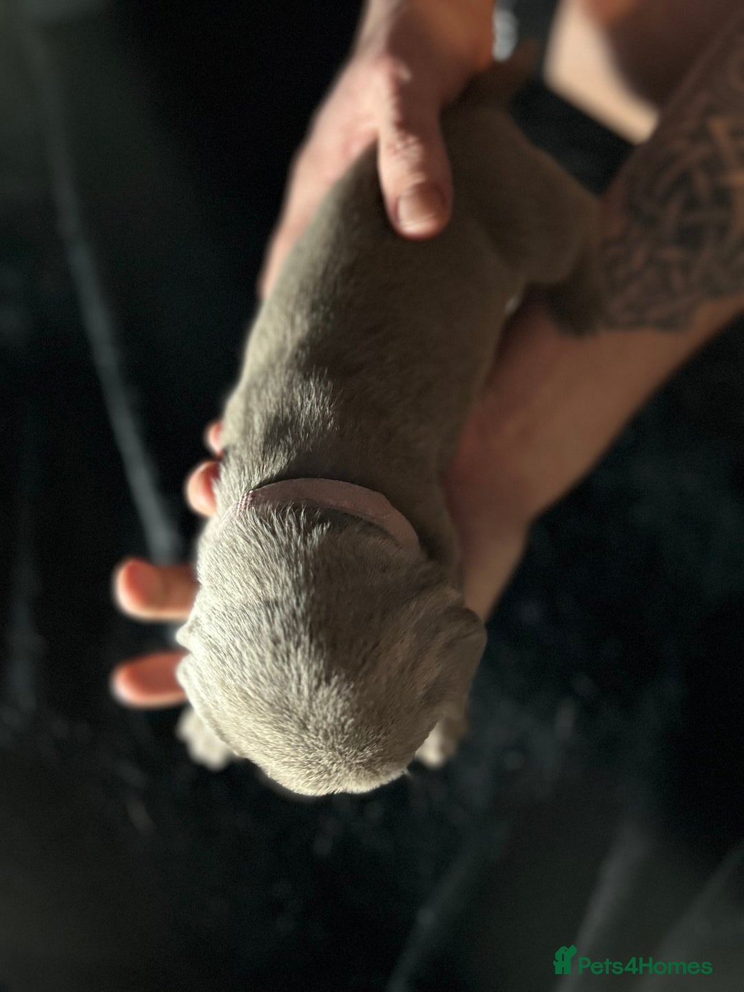 Mixed Breed dogs for sale: Staffadors staffy x labs  - Advert 26