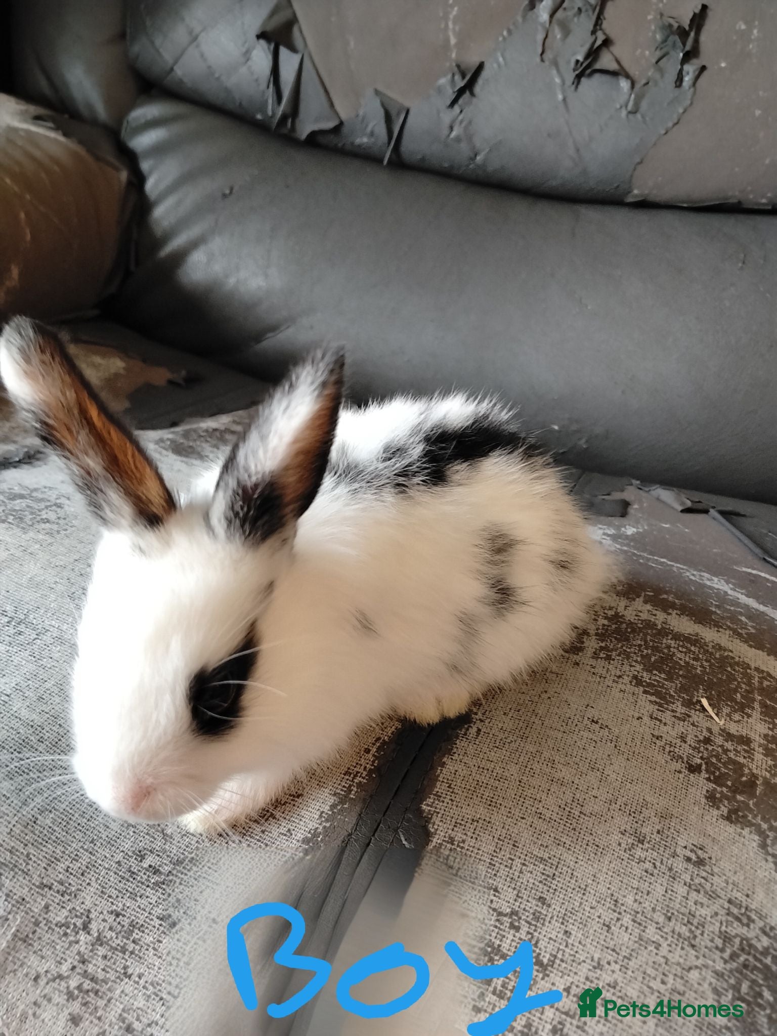 Netherland Dwarf rabbits Baby bunny's for sale - Advert 2