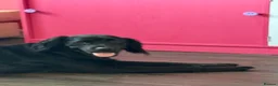Mixed Breed dogs for sale: Lovely Cocker spaniel cross Rottweiler  - Advert 3