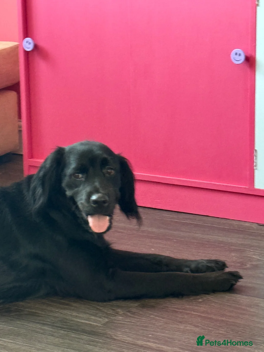 Mixed Breed dogs for sale: Lovely Cocker spaniel cross Rottweiler  - Advert 3