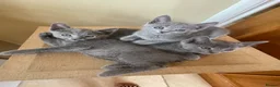 Russian Blue cats for sale: 5 Beautiful Russian Blue Kittens - Advert 6