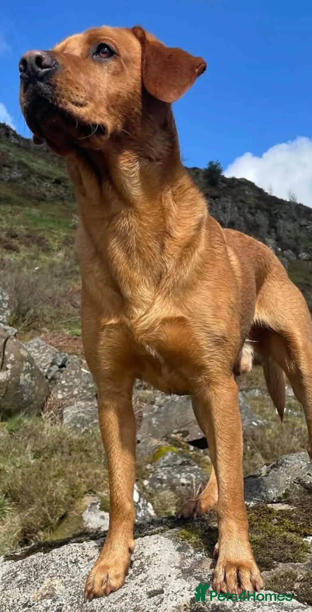 Labrador Retriever dogs for stud: Echo Fox Red Lab - Proven Stud in Glasgow - Advert 4