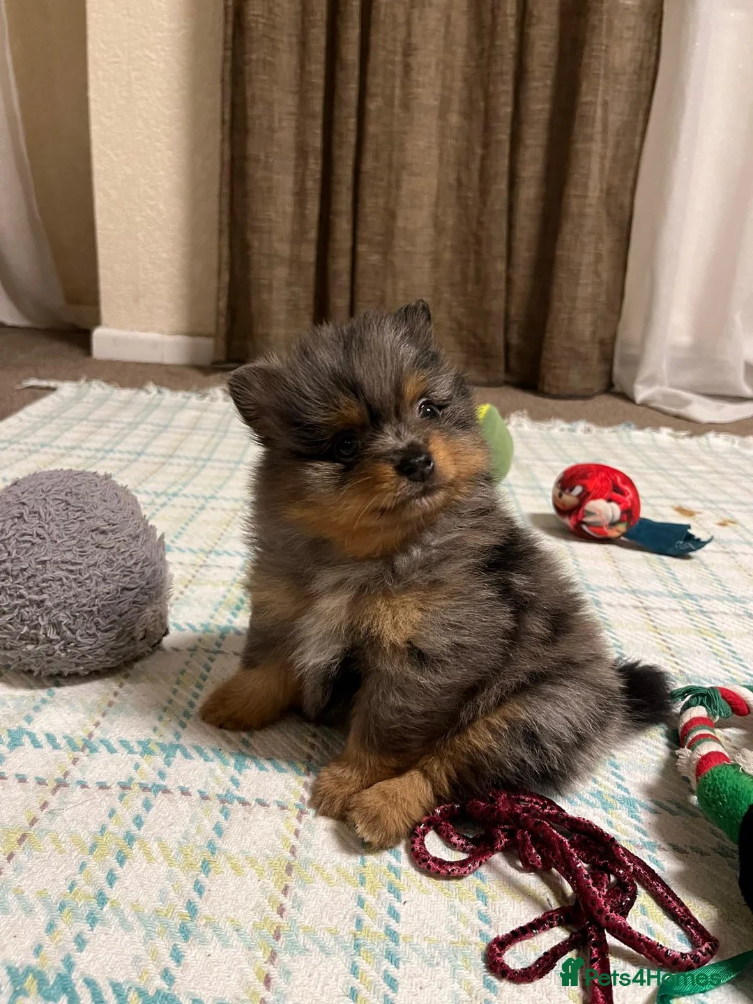 Pomeranian dogs for sale: Tiny cute blue merle Pomeranian boys in Blackpool - Advert 11