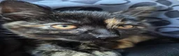 Mixed Breed cats for sale: Cats for sale - Advert 3