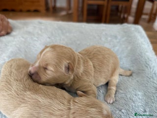 Maltipoo dogs - Advert 1
