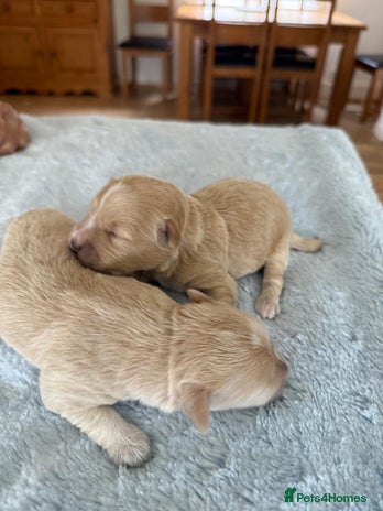 Maltipoo dogs - Advert 2