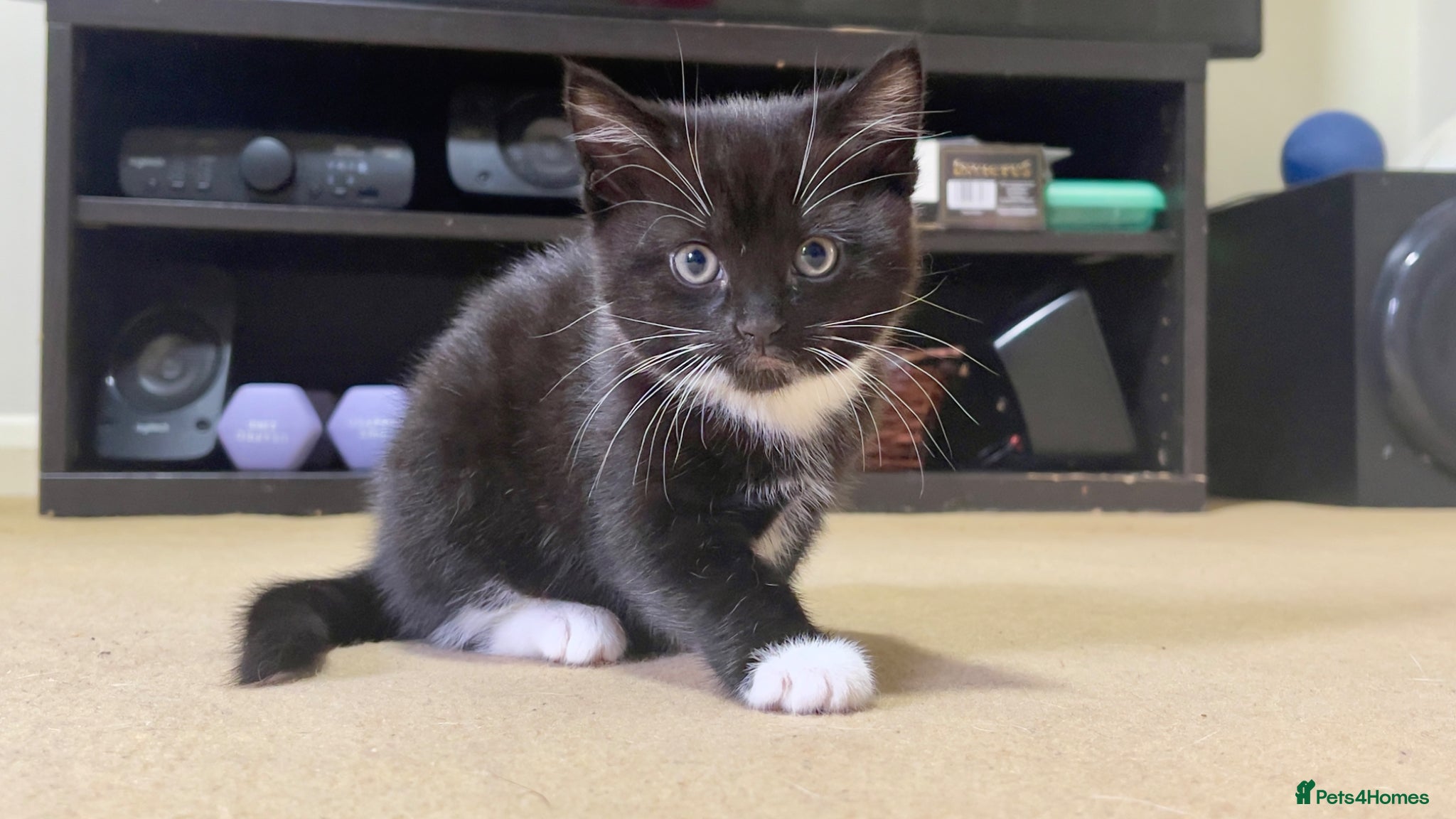 Mixed Breed cats Adorable girl kitty for sale - Advert 1