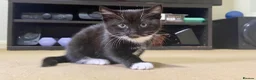 Mixed Breed cats for sale: Adorable girl kitty for sale - Advert 1