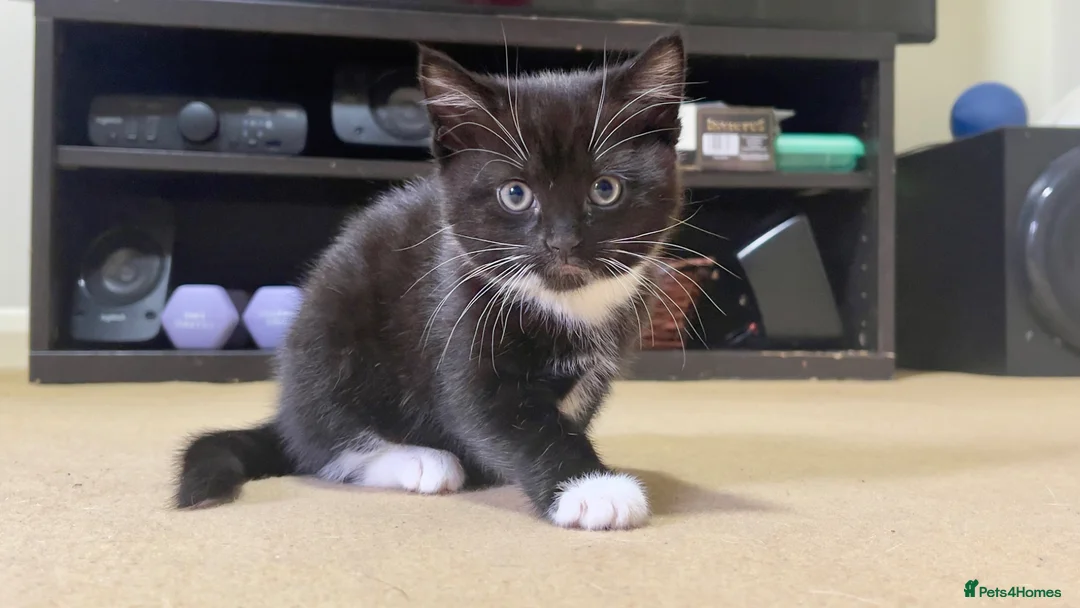 Mixed Breed cats for sale: Adorable girl kitty for sale - Advert 1