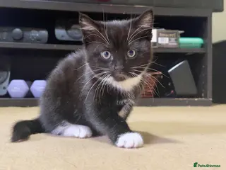 Mixed Breed cats Adorable girl kitty for sale - Advert 1