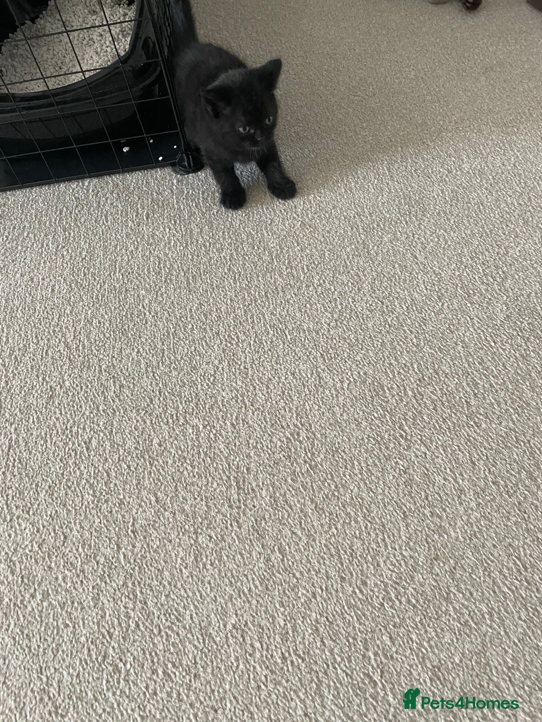 British Shorthair cats for sale: GCCF  black little girl remaining  - Image 11