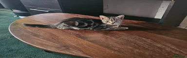 American Shorthair 3
