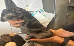 Cocker Spaniel dogs for sale: Cute show type very rare colours dna health tested - Image 11