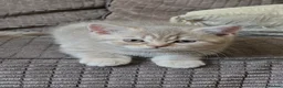 British Shorthair cats for sale: Ready now British shorthair kittens - Advert 5