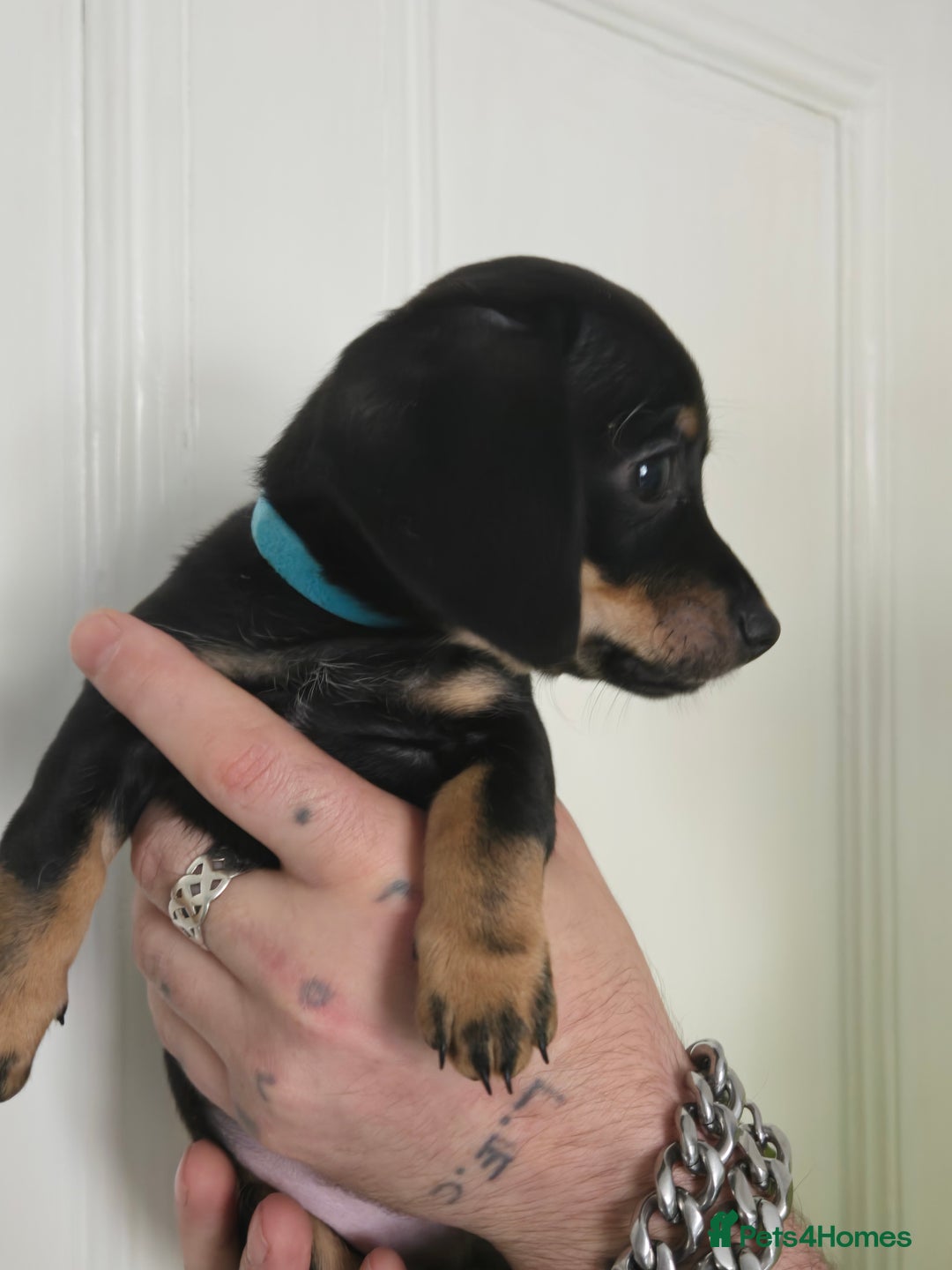 Mixed Breed dogs for sale: 5 beautiful Chiweenie puppies for Sale  - Image 22