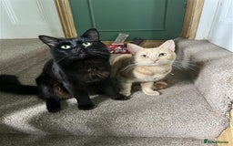 Domestic Shorthair cats for sale: Two House cats for rehome. Black and Gold Brothers - Image 1