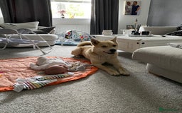 Huskita dogs for sale: Ad for joint owner. No £75 cost. Live local to FK  - Image 3