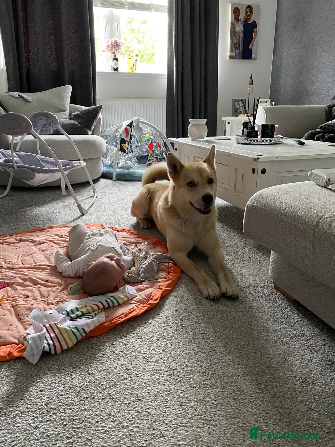 Huskita dogs for sale: Ad for joint owner. No £75 cost. Live local to FK  - Image 3