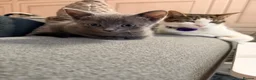 Mixed Breed cats for sale: Pretty grey kitten  - Advert 9