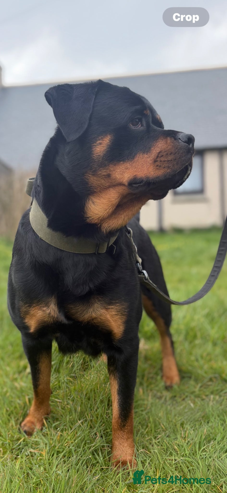 Rottweiler dogs 🤍PRADAS PUPPYS 🤍 - Advert 2