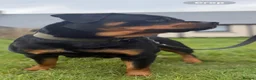 Rottweiler dogs for sale: 🤍PRADAS PUPPYS 🤍 in Wick - Advert 13