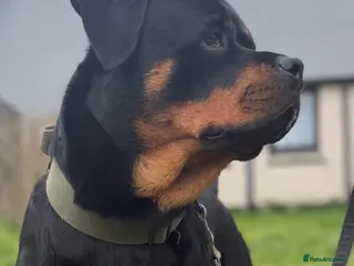 Rottweiler dogs 🤍PRADAS PUPPYS 🤍 - Advert 2