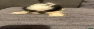 Shih Tzu 2