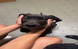 Great Dane dogs for sale: Remus  - Image 1