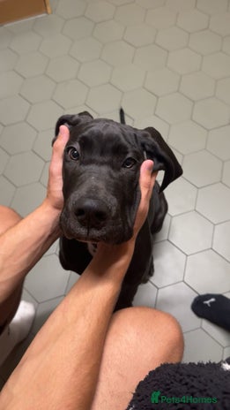 Great Dane dogs - Advert 1