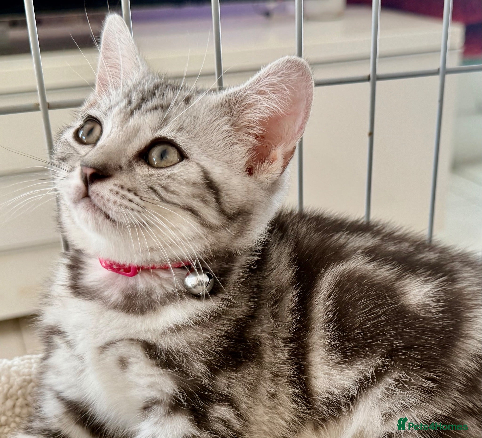 British Shorthair cats Stunning Silver Tabby Kittens GCCF Champion Lines - Advert 2