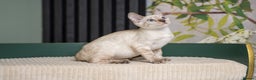 Bengal cats for sale: FRANCO- Snow Bengal Boy- Excellent traits-TICA reg - Advert 2