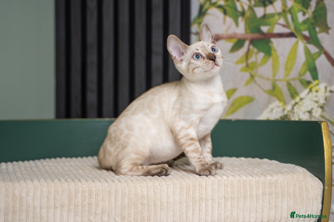 Bengal cats for sale: FRANCO- Snow Bengal Boy- Excellent traits-TICA reg - Advert 2