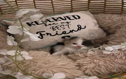 American Shorthair cats for sale: 4 amazingly beautiful kittens - Advert 8