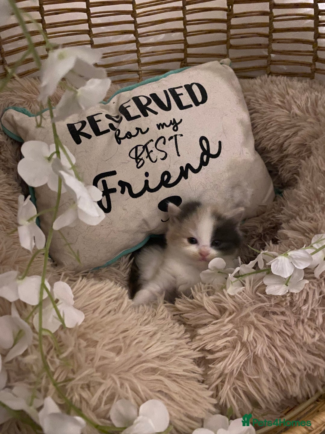 American Shorthair cats for sale: 4 amazingly beautiful kittens - Advert 8