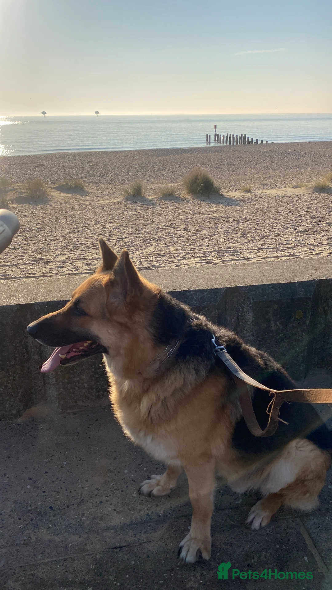 German Shepherd dogs for sale: Yogi  - Advert 1