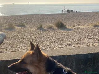 German Shepherd dogs Yogi - Advert 15