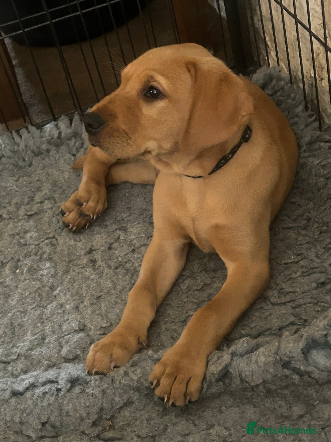 Labrador Retriever dogs for sale: KC registered fox red puppies - Image 1