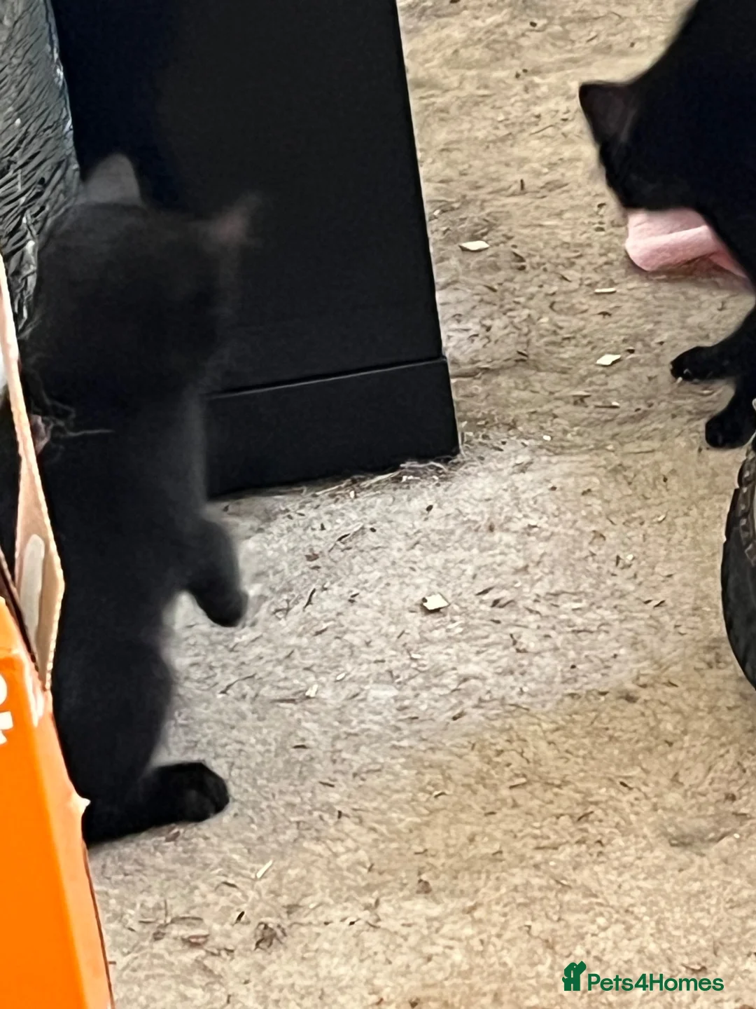 Mixed Breed cats for sale: Black playful  - Advert 2