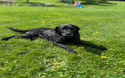 Labradoodle dogs for sale: Fantastic Labradoodle Puppies  - Image 5
