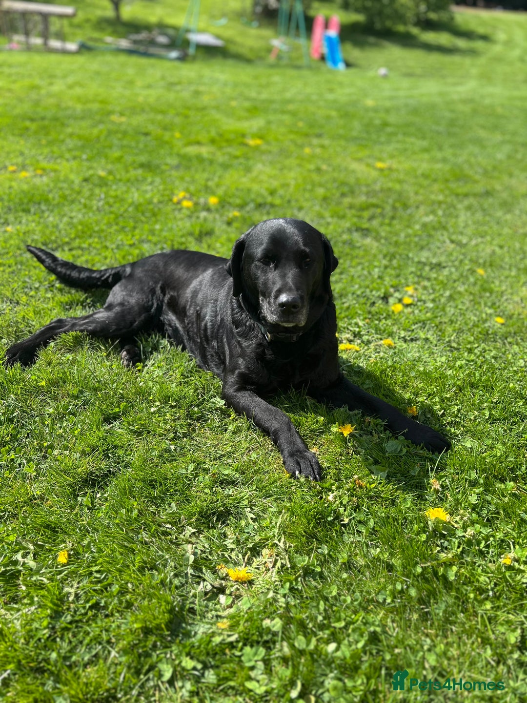 Labradoodle dogs for sale: Fantastic Labradoodle Puppies  - Image 5